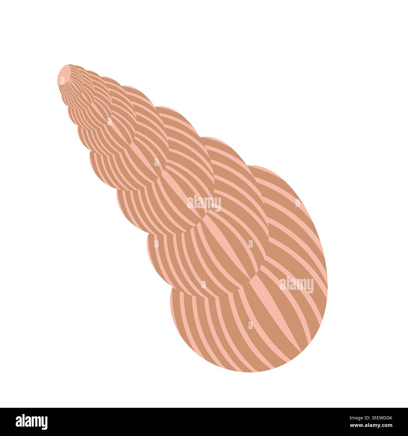 vector color seashell in a minimalist style Stock Vector