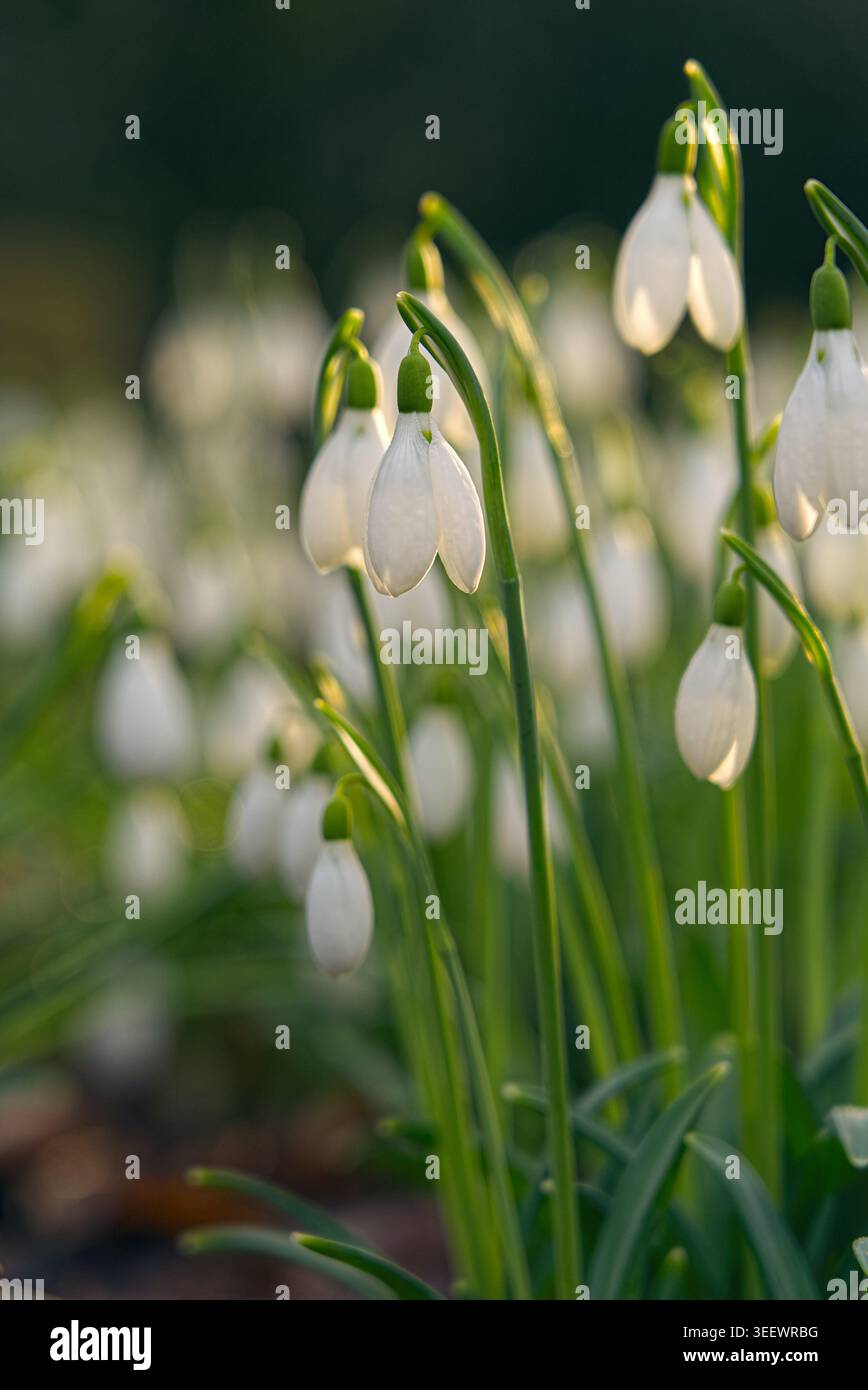 Backlit Snowdrops in Soft Spring Morning Light Stock Photo