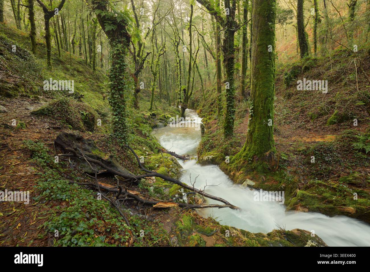 A small stream flows through a green forest between mossy rocks and trees. Stock Photo