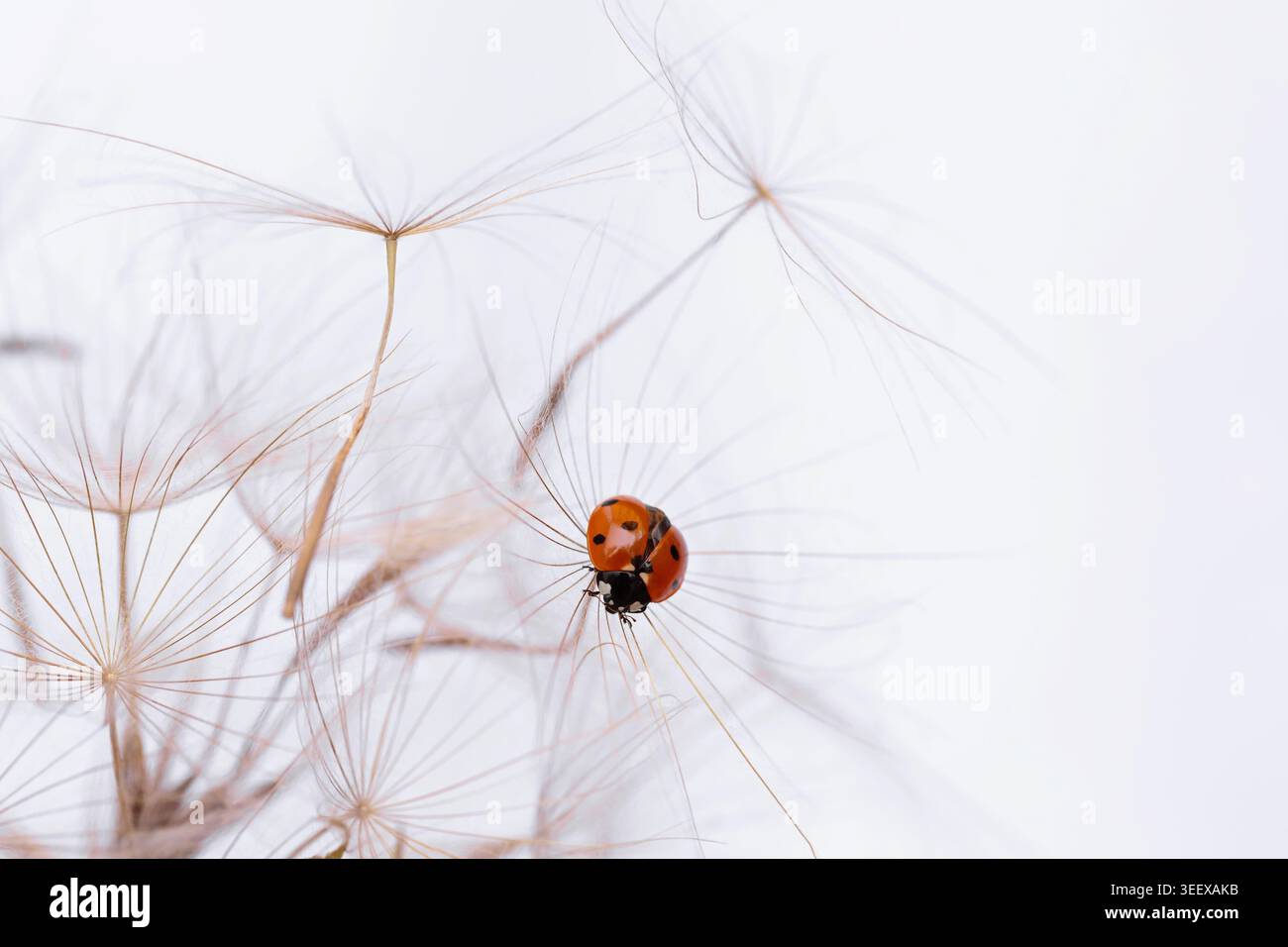 Ladybug on fluffy Dandelion on white background Stock Photo