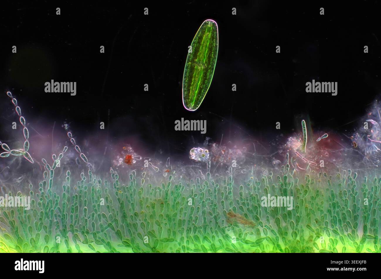 Netrium Sp Polarised light micrograph of a Netrium sp. desmid and Batrachospermum ...