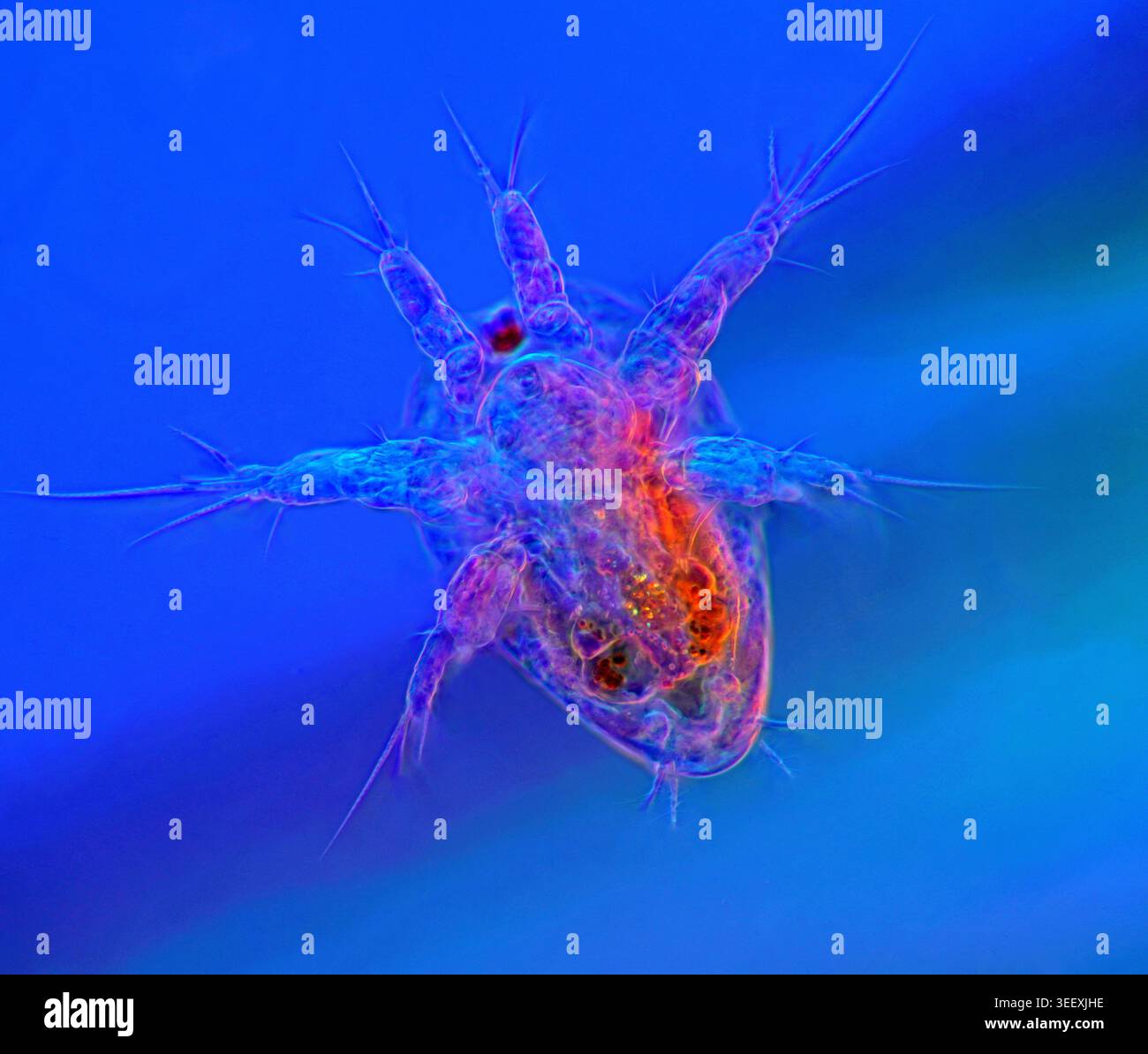 Polarised light micrograph of a copepod nauplius larva. Copepods are ...