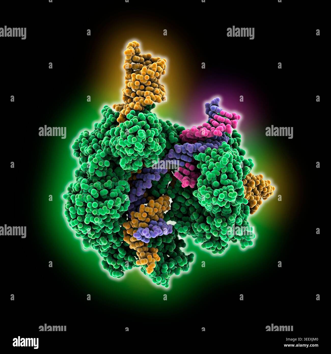 Tale Protein Structure Molecular model showing the TALE repeat protein targeting mitochondrial ...