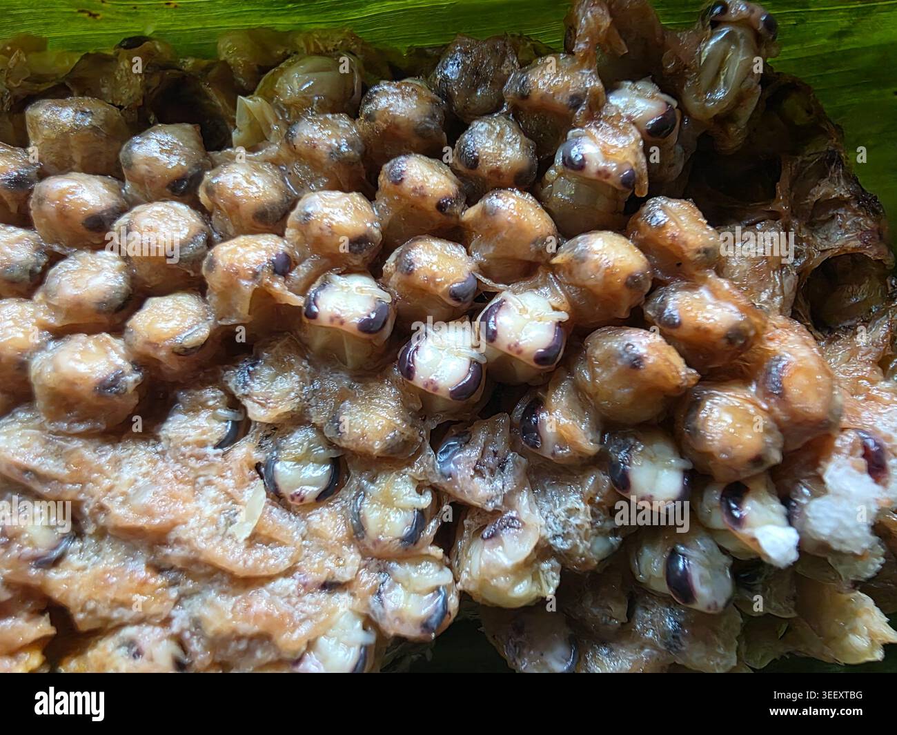 Wwasp Comb Fascinating macro view showing wild wasp and hornet larva pupa inside ...