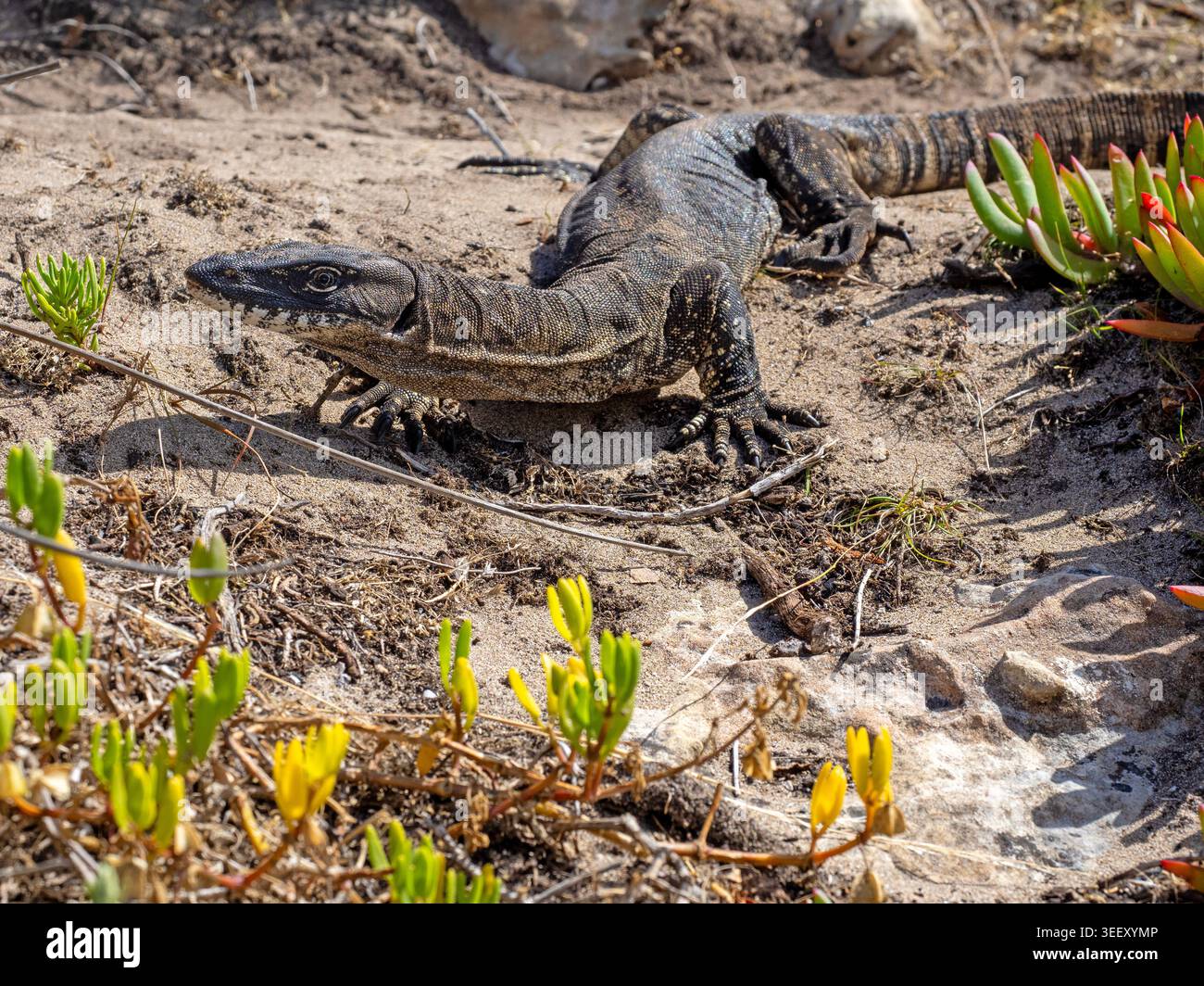 Rosenberg's goanna, Flinders Chase National Park Stock Photo