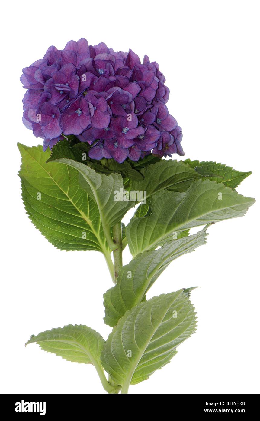 Lacecap Hydrangea (macrophylla normalis) isolated on white background Stock Photo