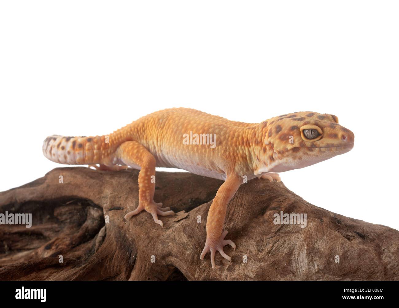 Leopard gecko in front of white background Stock Photo