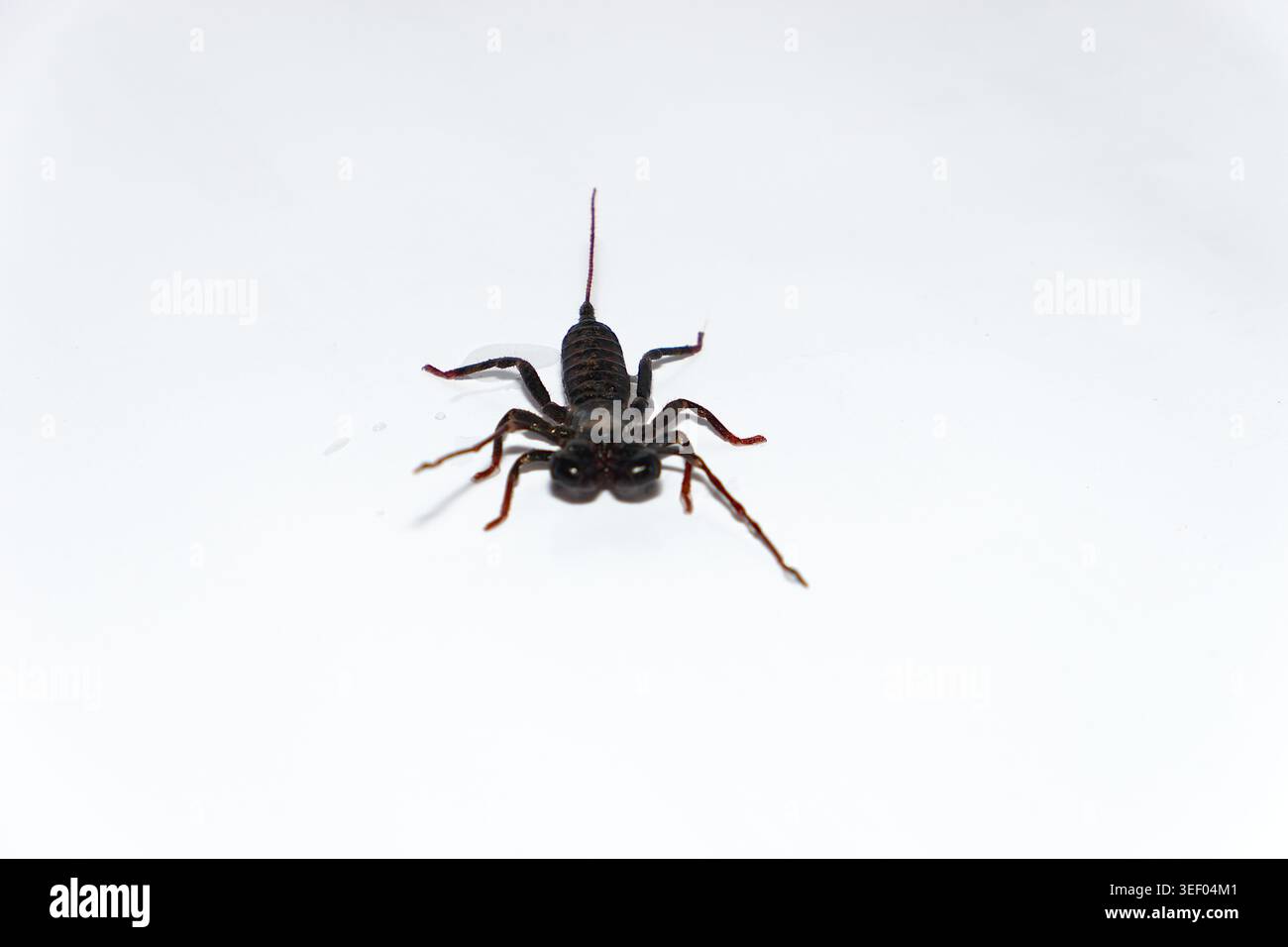 A shot of a whip scorpion (Uropygi) with its distinct tail and legs, isolated against a clean white background, highlighting its unique arachnid. Stock Photo