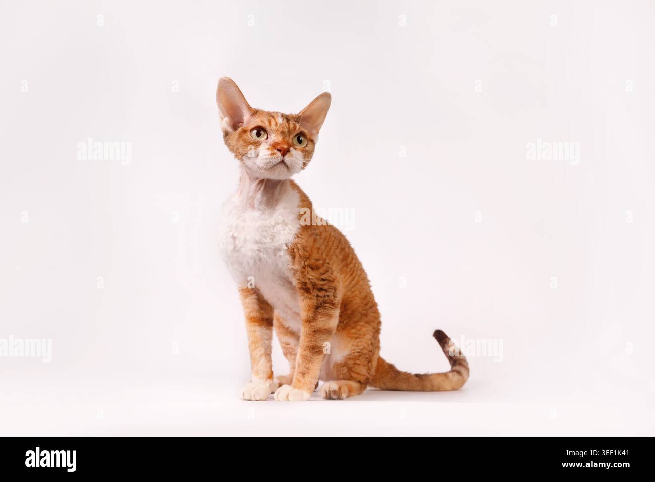 Elegant Ginger Devon Rex Cat Portrait on White Stock Photo