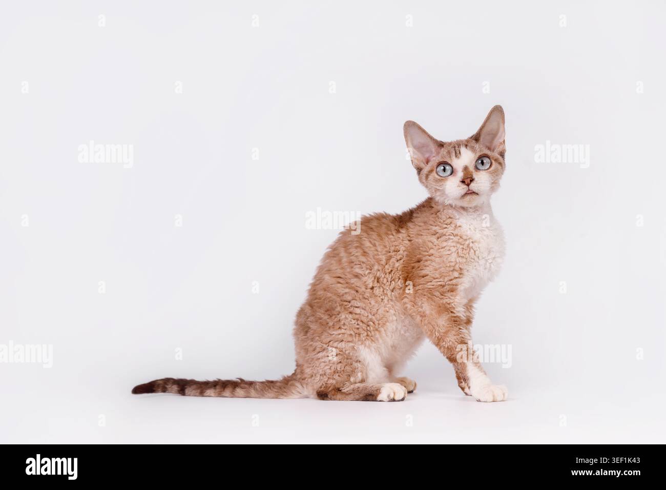 Sitting Devon Rex Cat with Blue Eyes Side Profile Stock Photo