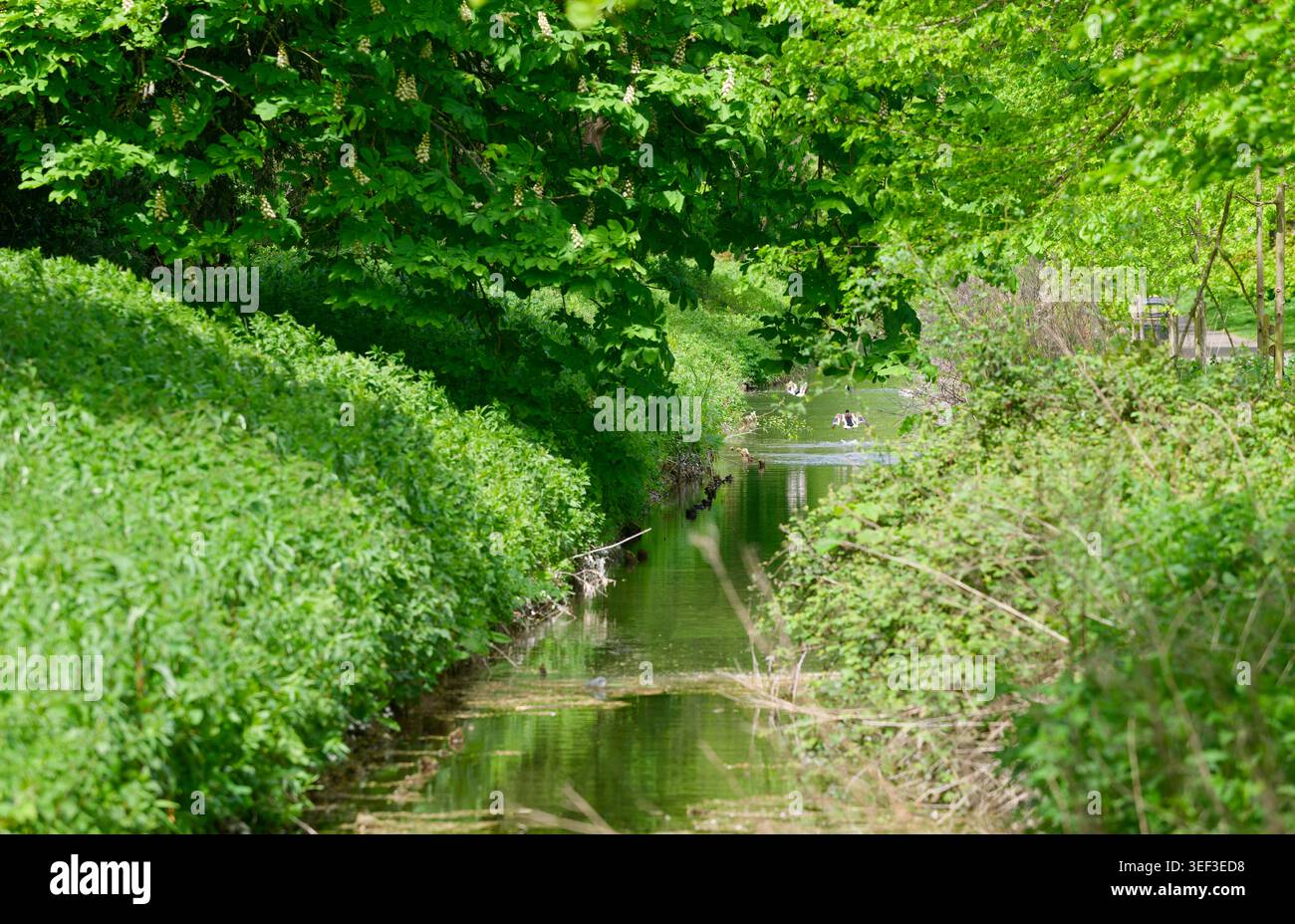 The narrow stream alongside Mill Road in Arundel, West Sussex, with greenery and wildlife, on a sunny Spring day in England, UK. Stock Photo