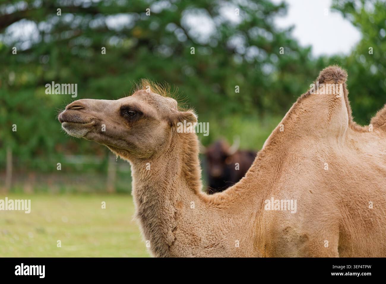 Close up profile of a Bactrian camel, highlighting the head, neck and ...