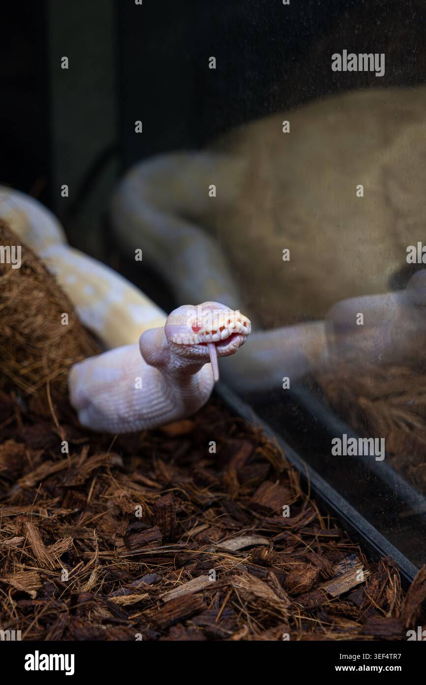 Ball Pyhon Rats Albino ball python in its enclosure finishing swallowing a rat vertical ...