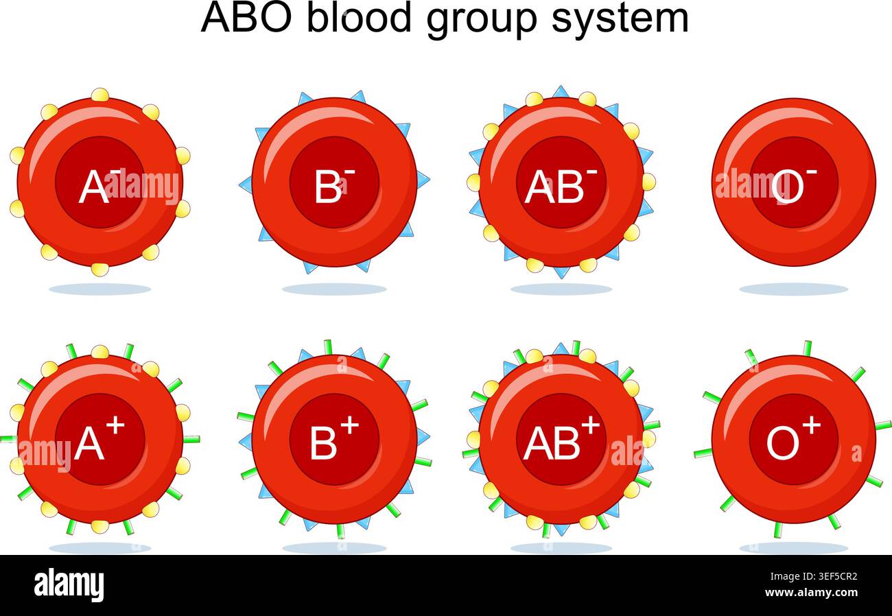 Rhesus positive and negative red blood cells hi-res stock photography ...