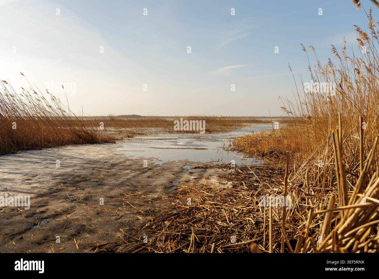 Reeds Perspective Low perspective shot showing frozen water and dry reeds stretching ...