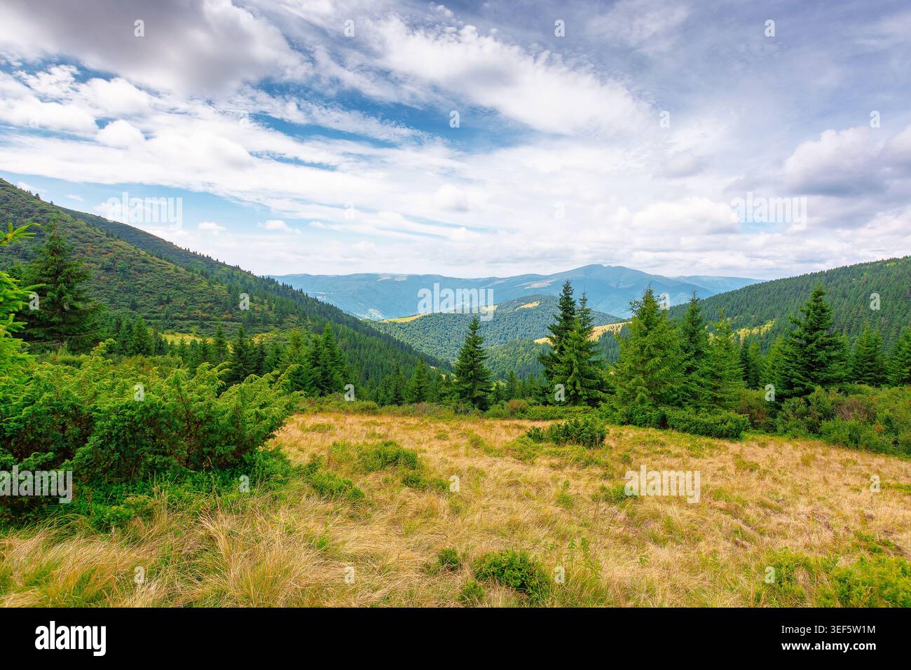 hillside of carpathian mountain range with coniferous forest and grassy meadow. beautiful summer landscape of ukraine alps under cloudy sky. wonderful Stock Photo