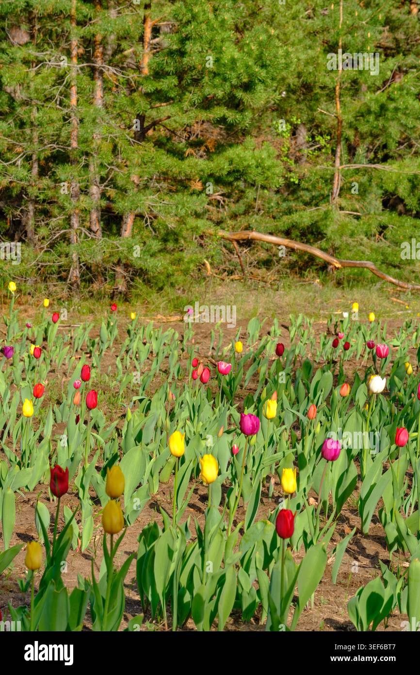 Beautiful vertical view multi colored tulips growing in garden with evergreen trees behind Stock Photo