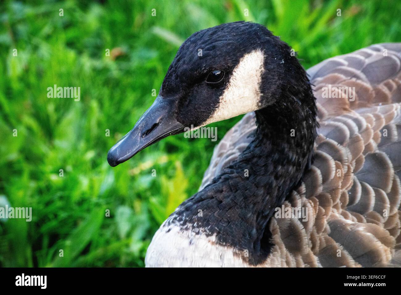 Real goose hi-res stock photography and images - Alamy