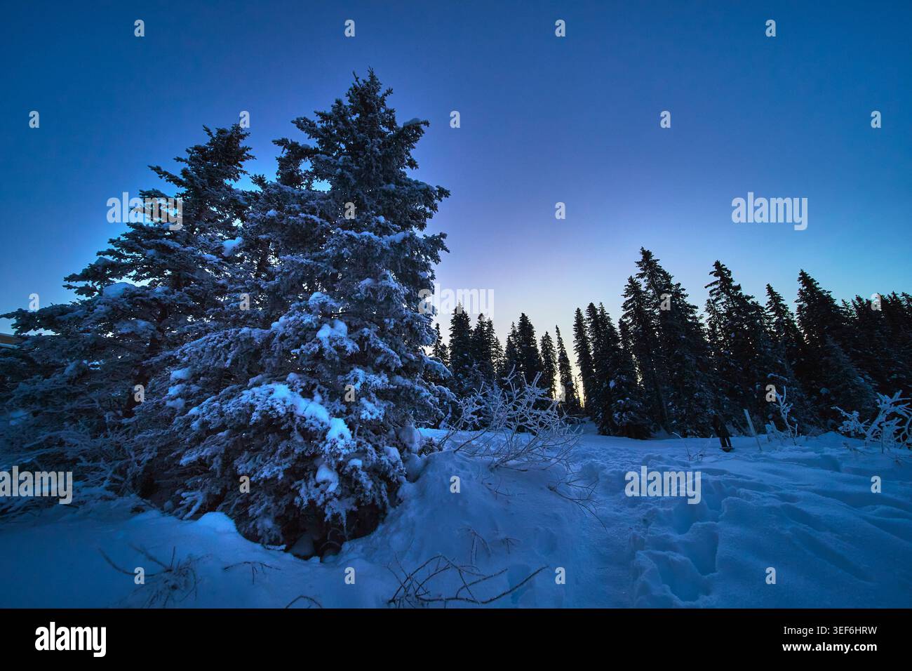 Snow Covered Pine Trees at Dusk in Winter Forest Landscape Stock Photo