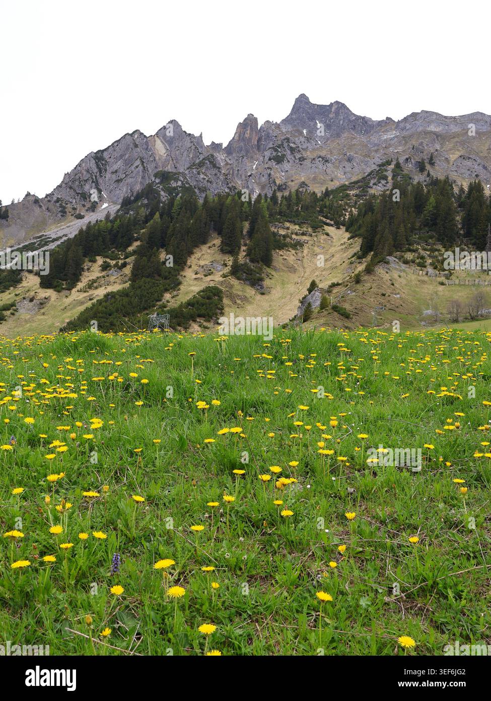 Serene forest meadow wildflowers hi-res stock photography and images ...