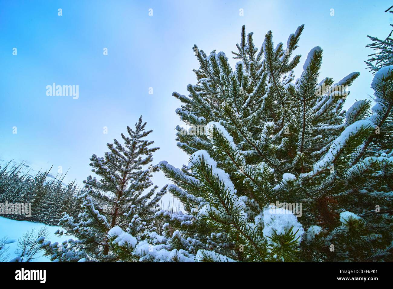 Snow Covered Pine Trees Winter Forest Blue Sky Stock Photo