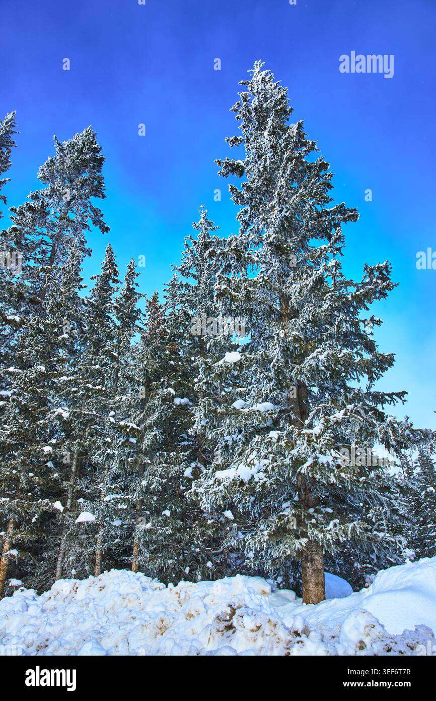 Snow Covered Pine Trees Against Bright Blue Winter Sky Stock Photo