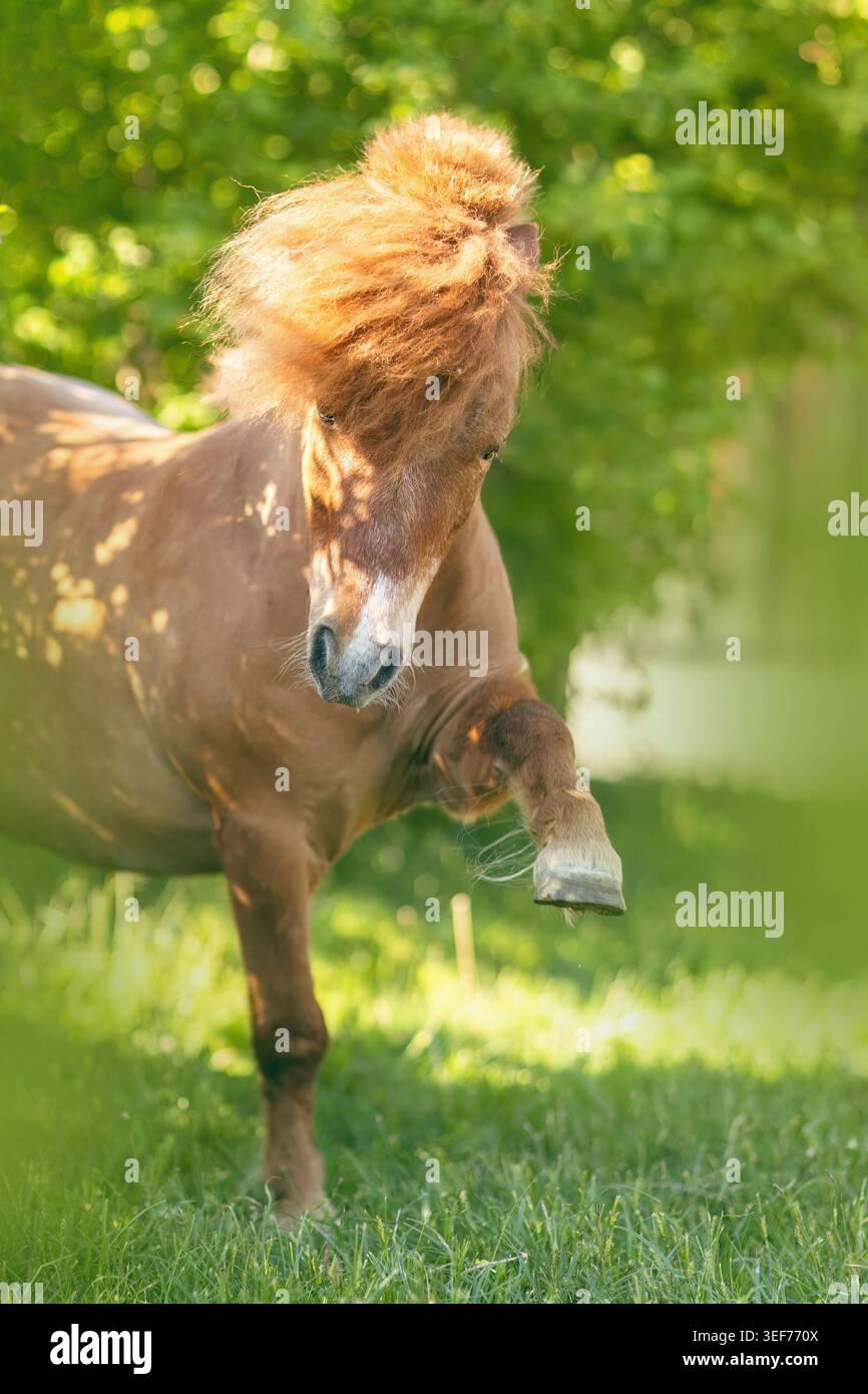Trick pony hi-res stock photography and images - Alamy