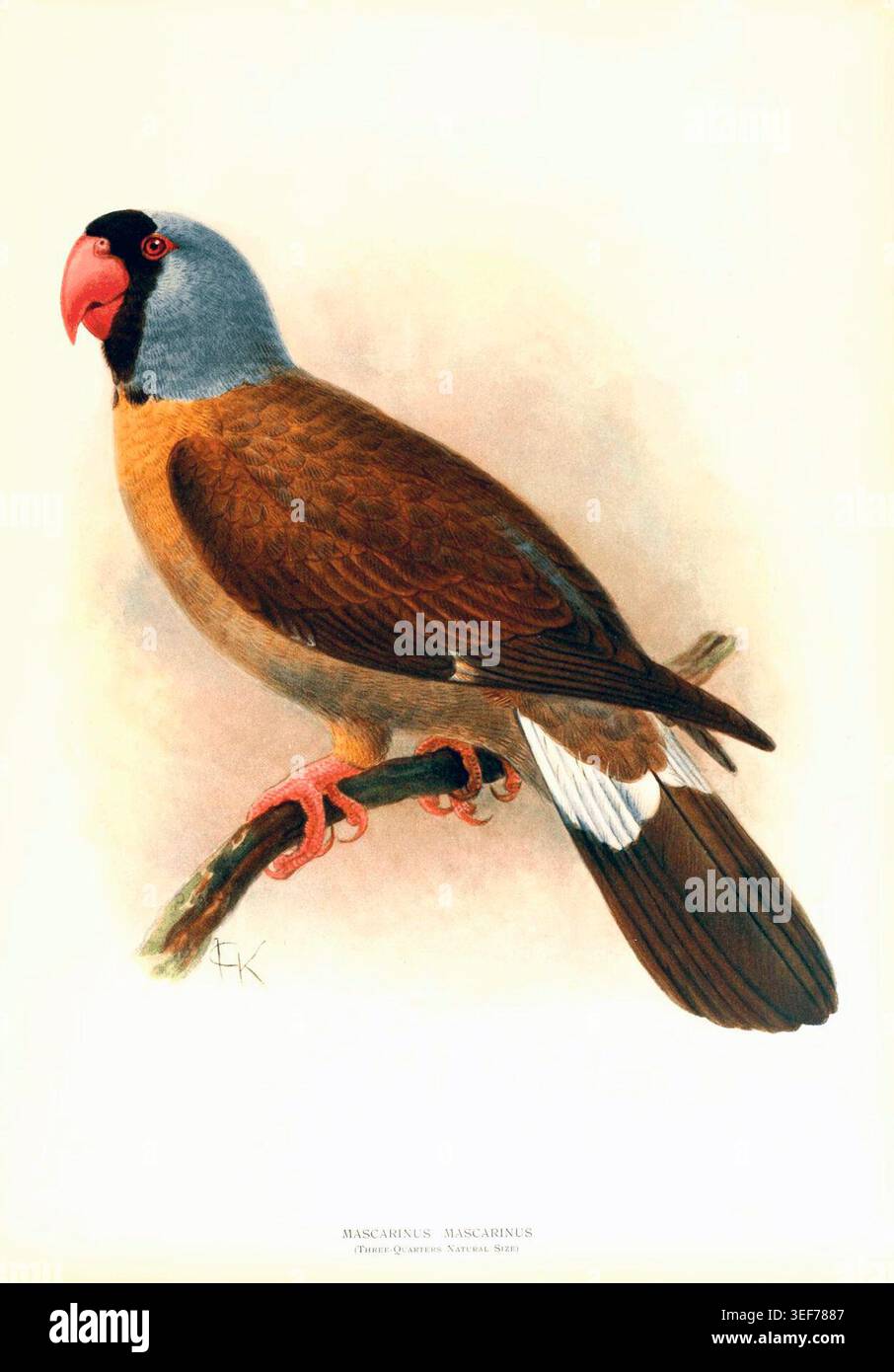 Mascarene parrot, extinct parrot species of Réunion Island, antique ...