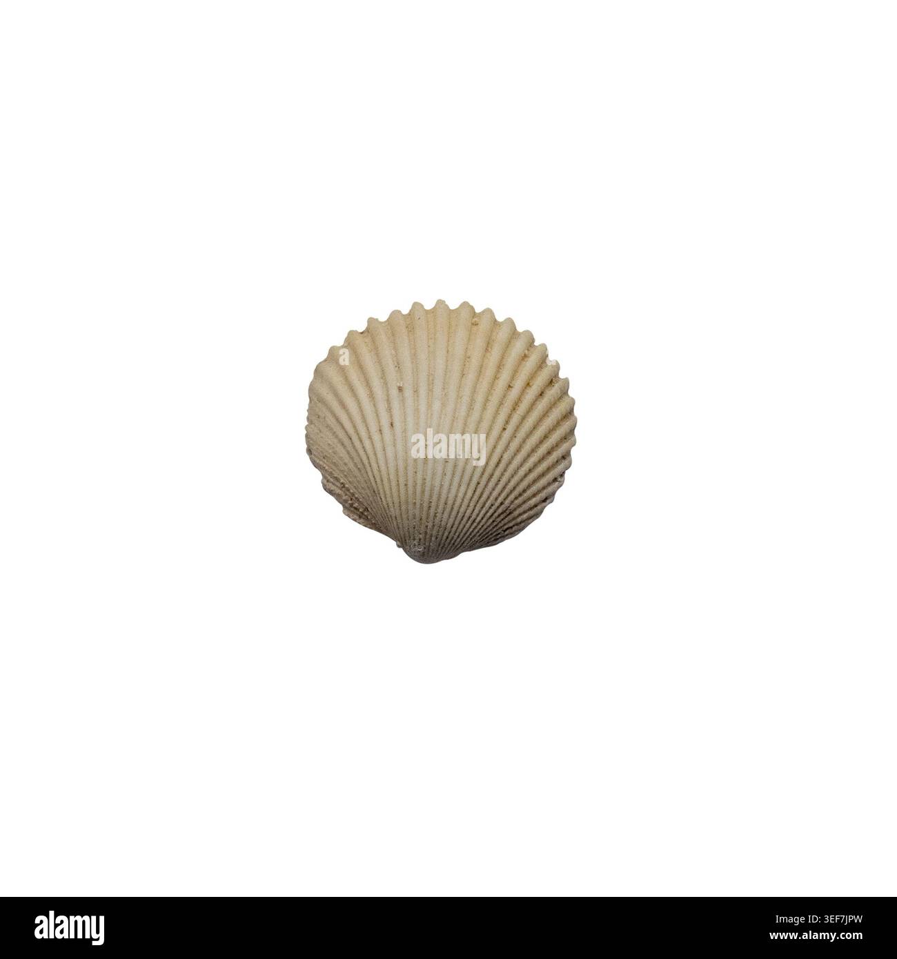 Mollusk texture hi-res stock photography and images - Alamy