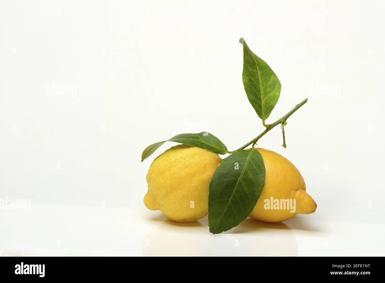Lemons with leaves on white background Stock Photo