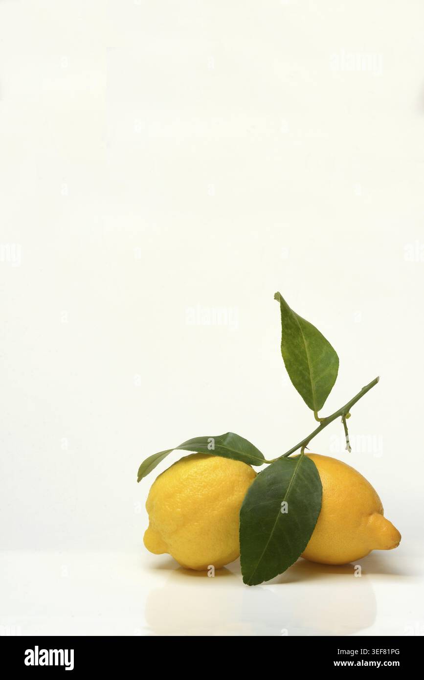 Lemons with leaves on white background Stock Photo