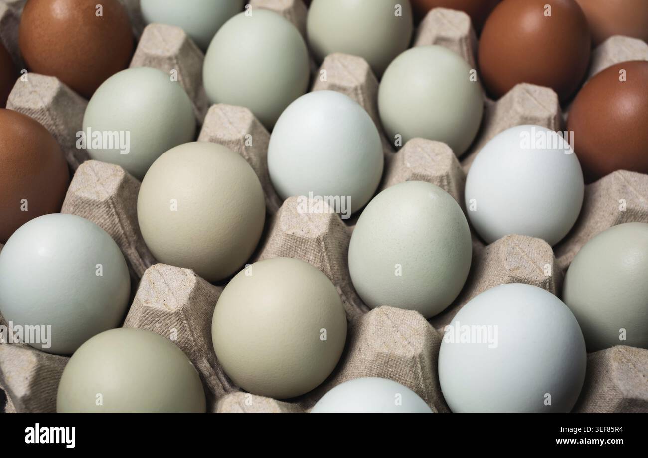 Fresh organic chicken eggs in egg box. Selective focus Stock Photo
