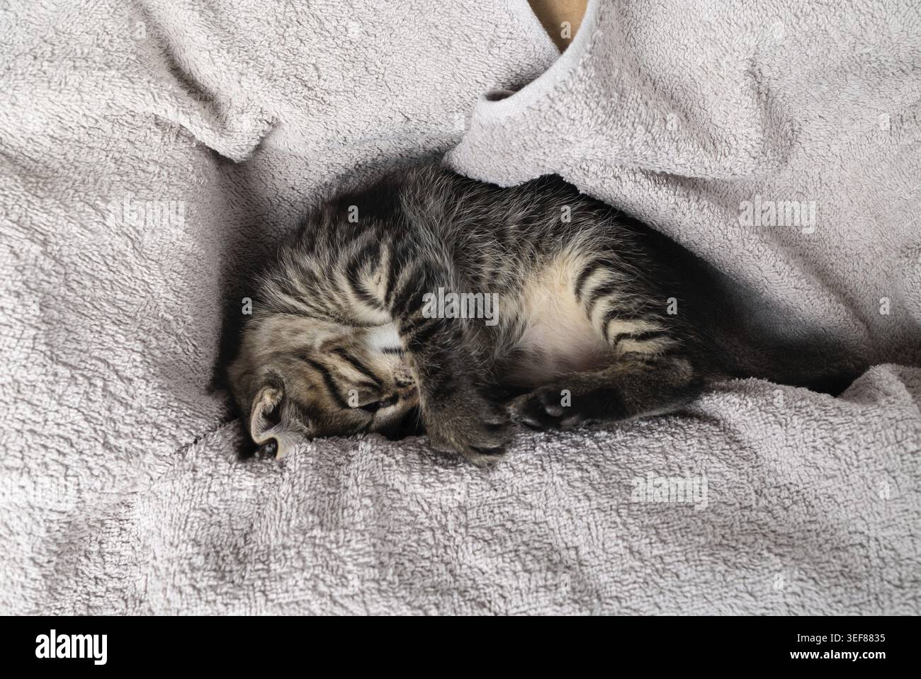 Little tabby kitten sleeping on soft towel Stock Photo