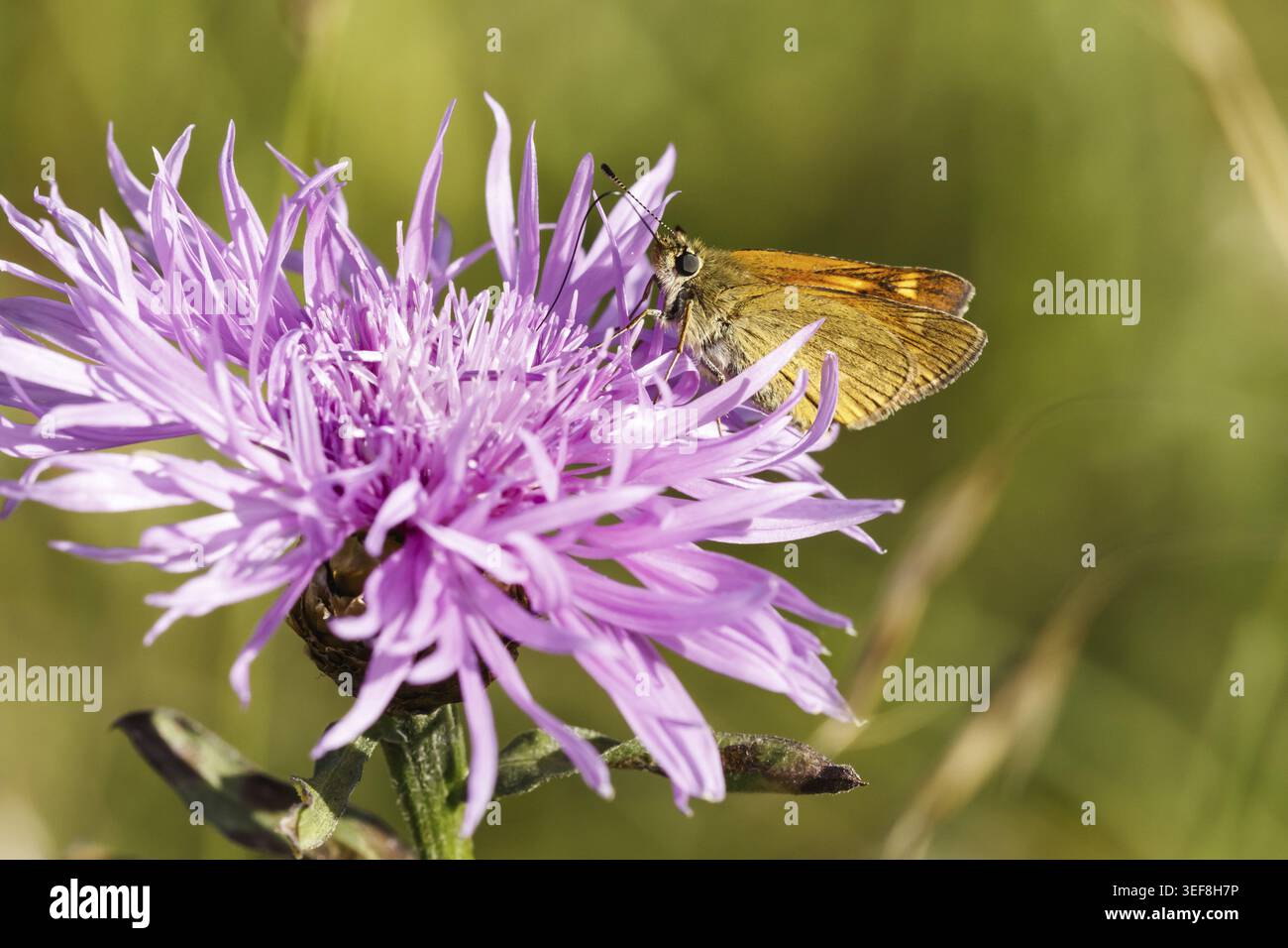 Ochlodes sylvanus (Ochlodes venatus), Rostfarbiger Dickkopffalter - Ochlodes sylvanus, syn. Ochlodes venatus, known as Large skipper Stock Photo