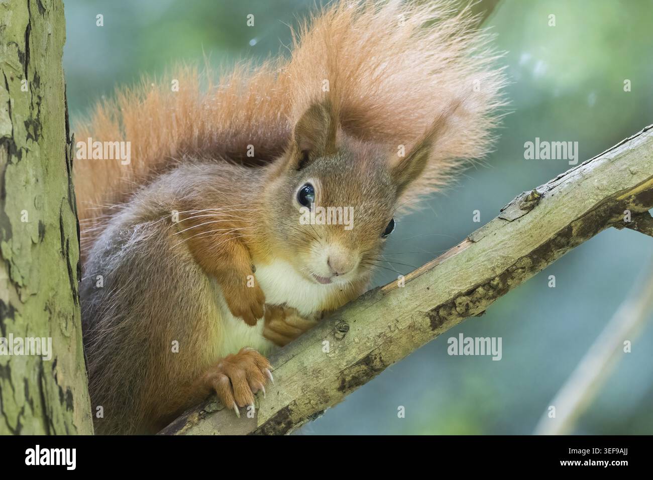 A curious squirrel (Sciurus vulgaris) with a bushy tail sitting on a branch, Hesse, Germany Stock Photo