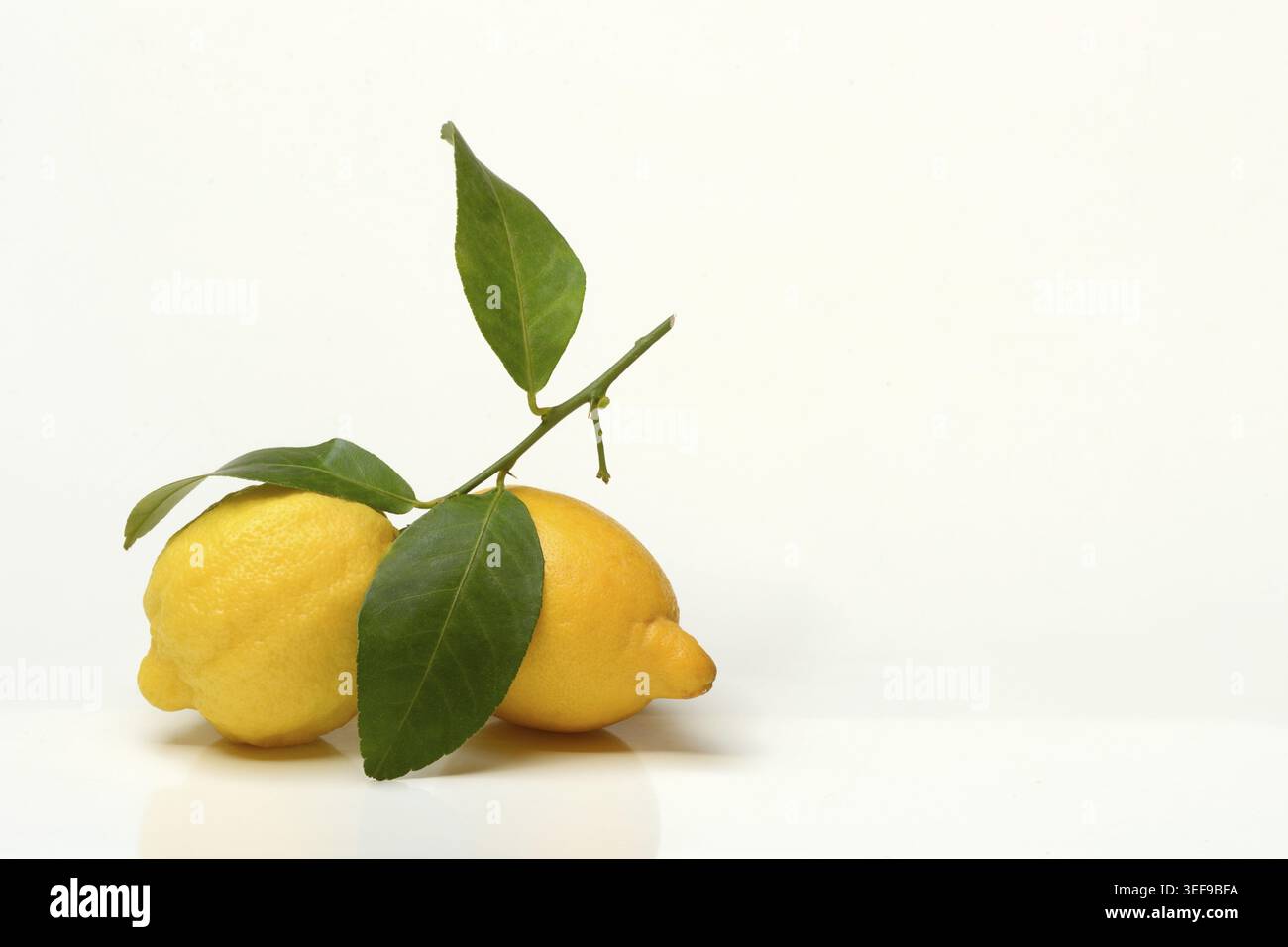 Lemons with leaves on white background Stock Photo