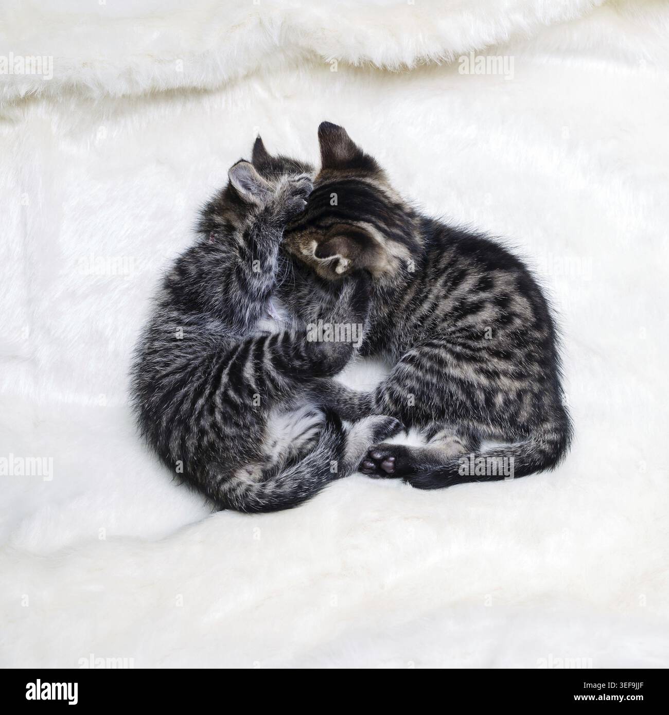 Two tabby kittens on fur white blanket Stock Photo