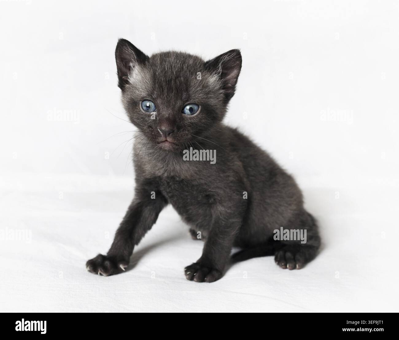 Wild little black cat on white sheet surface Stock Photo