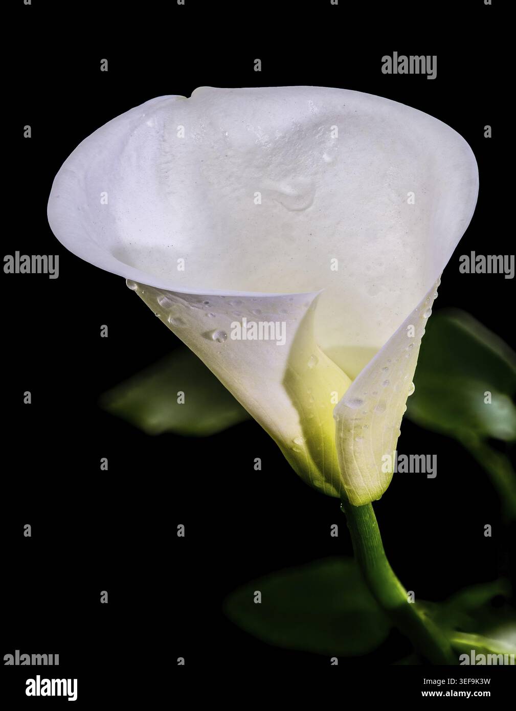 Elegant white calla lily flower with soft green stem isolated on black background. Minimal floral macro with dramatic lighting and smooth texture Stock Photo