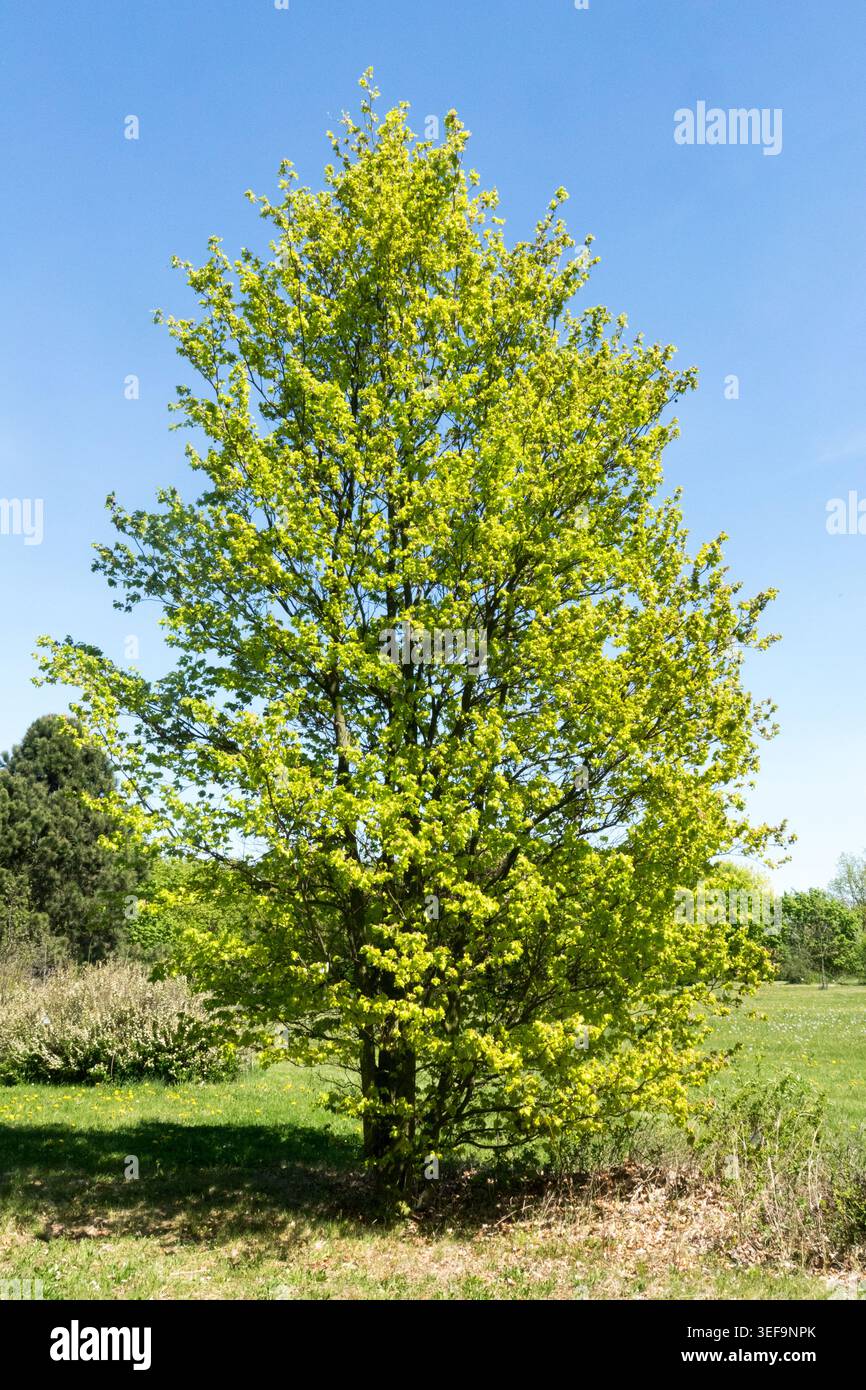 Rohan family hi-res stock photography and images - Alamy