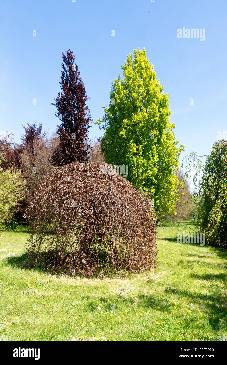 hedera helix kaufen Efeu Hedera Helix Wonder - Pflanzen sicher zu dir nach Hause main image 0