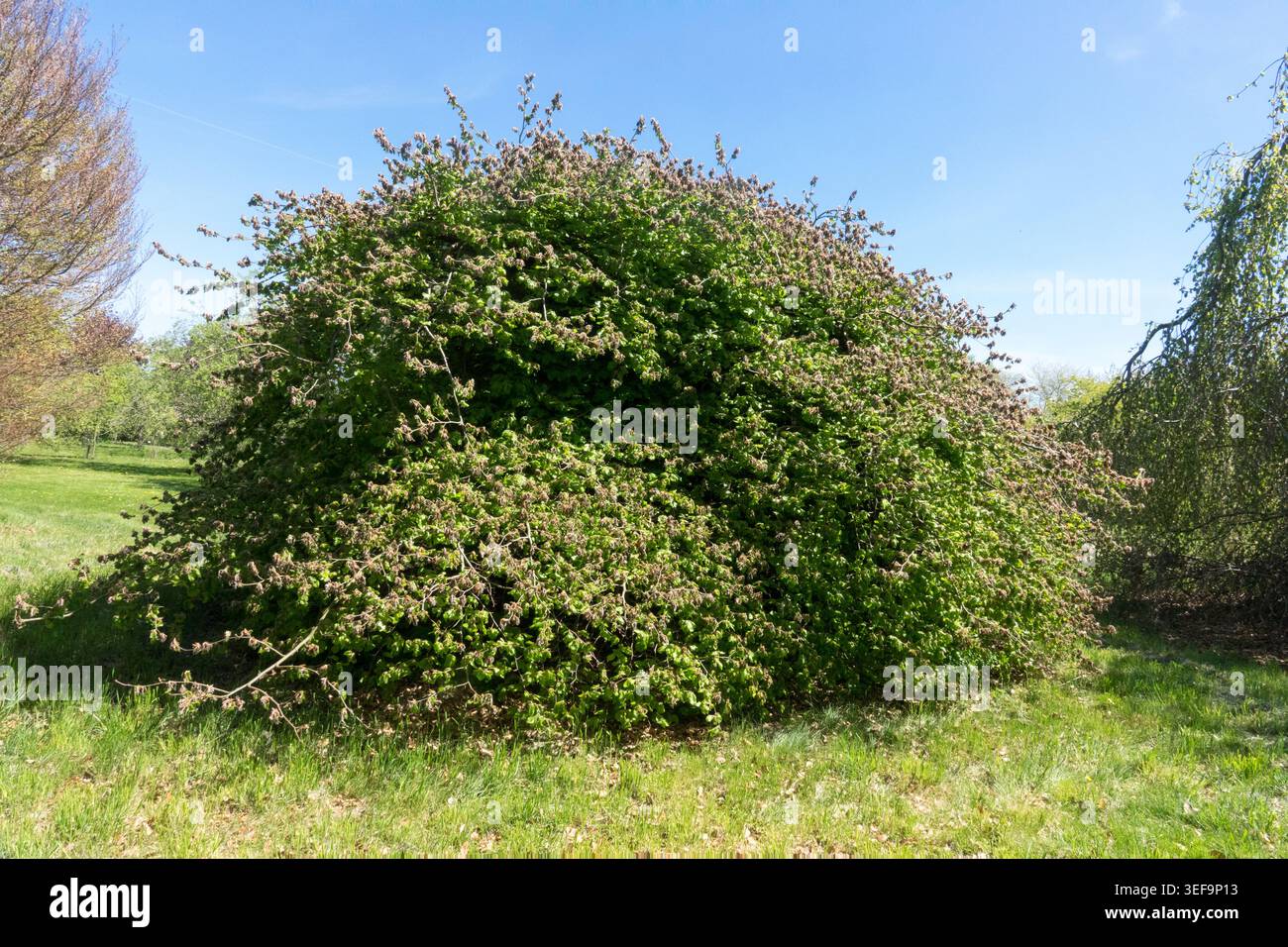 Fagus sylvatica tortuosa hi-res stock photography and images - Alamy