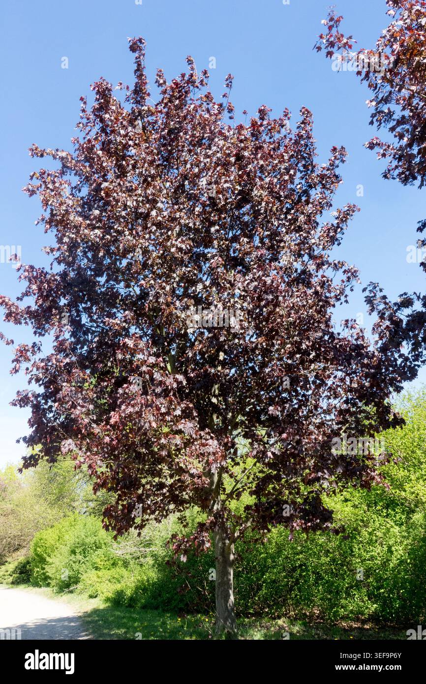 Acer platanoides 'Faassen's Black', Norway Maple Tree Stock Photo