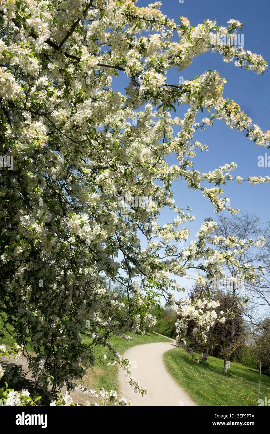 Blossoms branches above tath Stock Photo