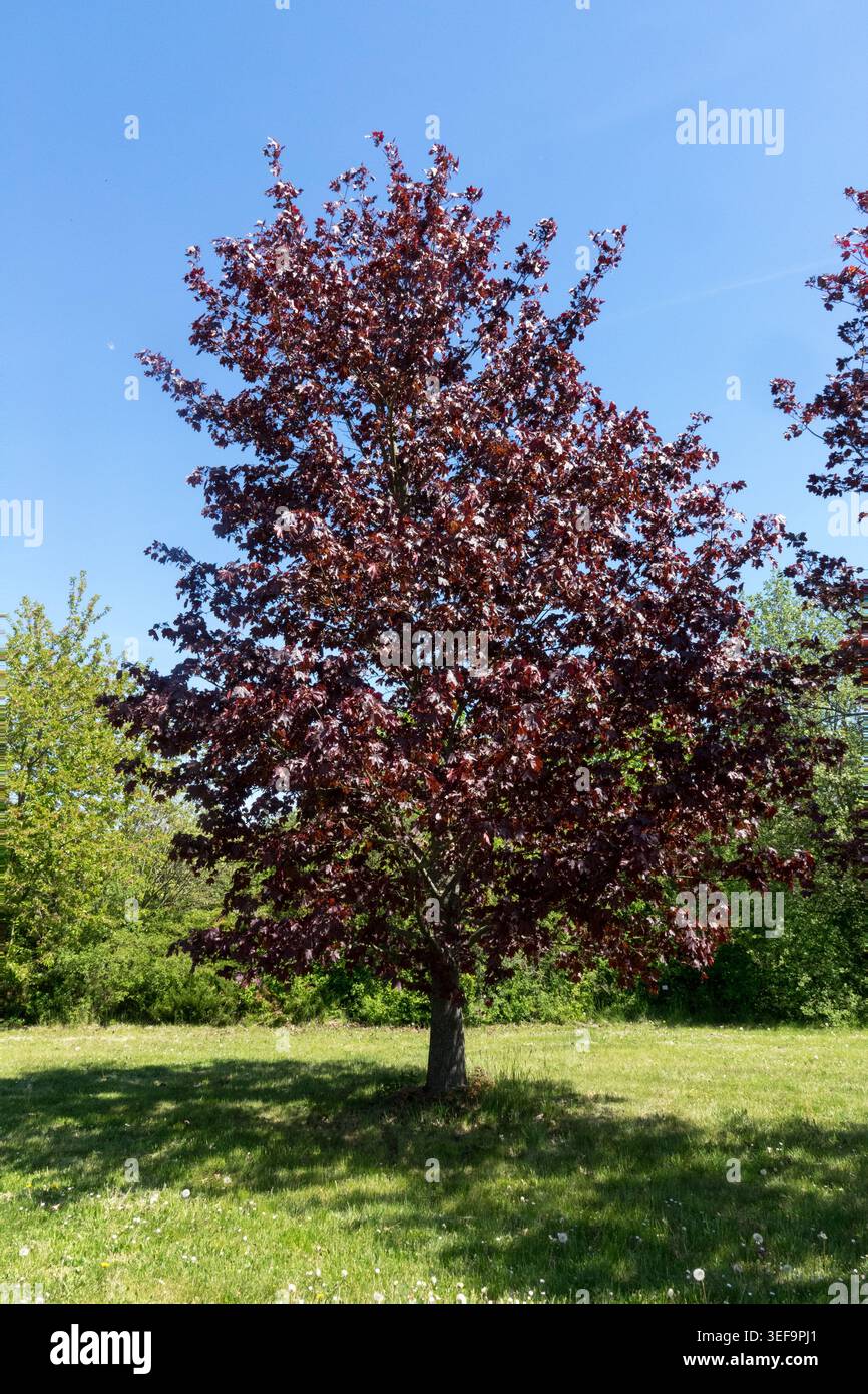 Acer platanoides 'Faassen's Black', Norway Maple Tree Stock Photo