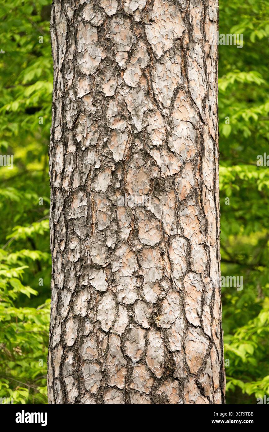 Scots Pine Trunk Pinus sylvestris Stock Photo
