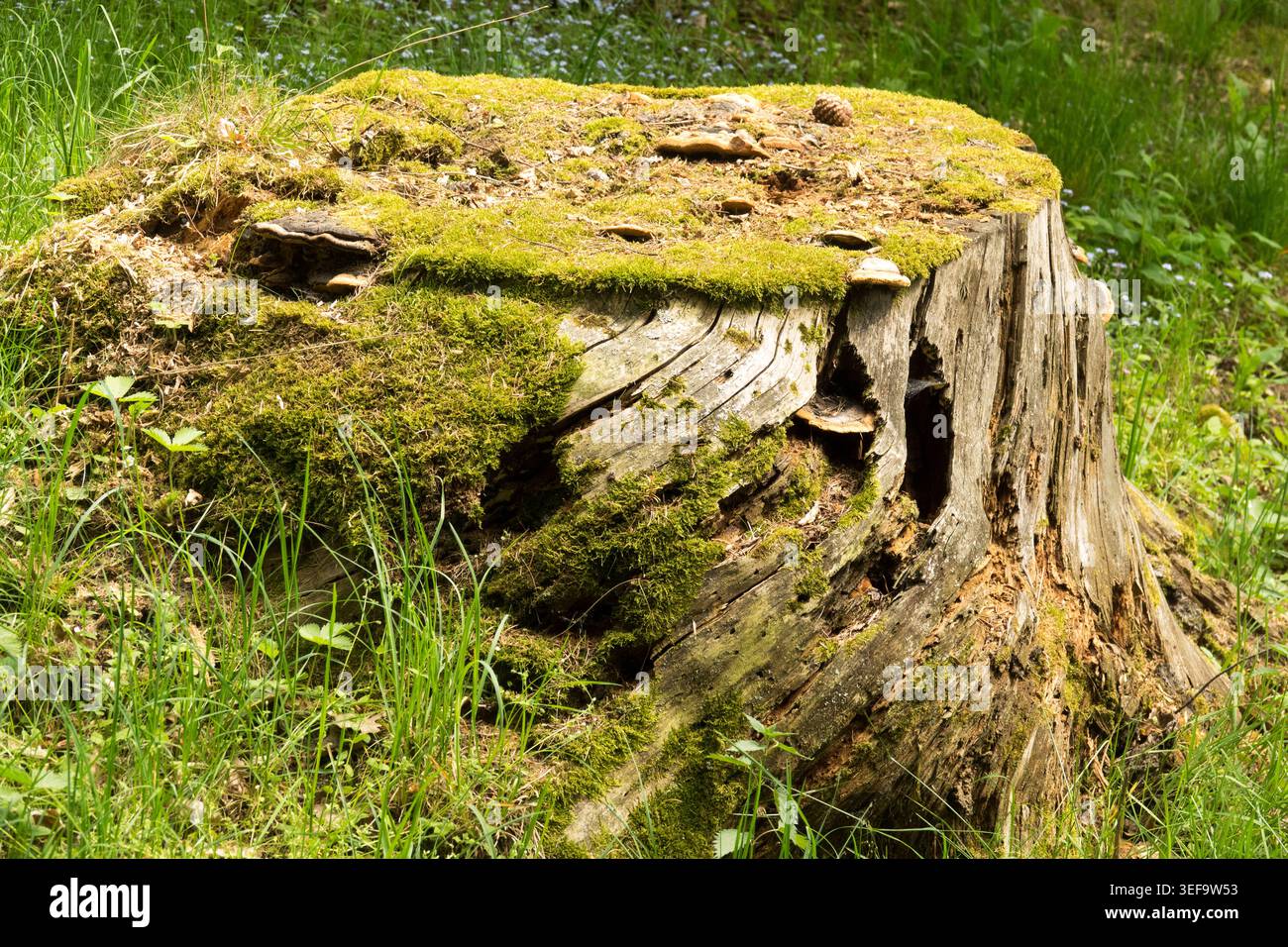 Old Tree Stump Wood Decay, Forest Floor Stock Photo
