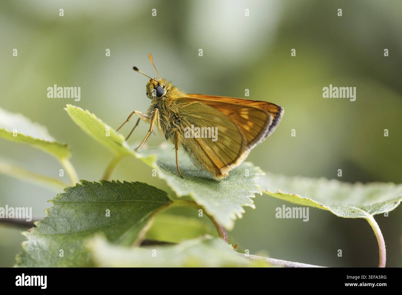 Ochlodes sylvanus (Ochlodes venatus), Rostfarbiger Dickkopffalter - Ochlodes sylvanus, syn. Ochlodes venatus, known as Large skipper Stock Photo