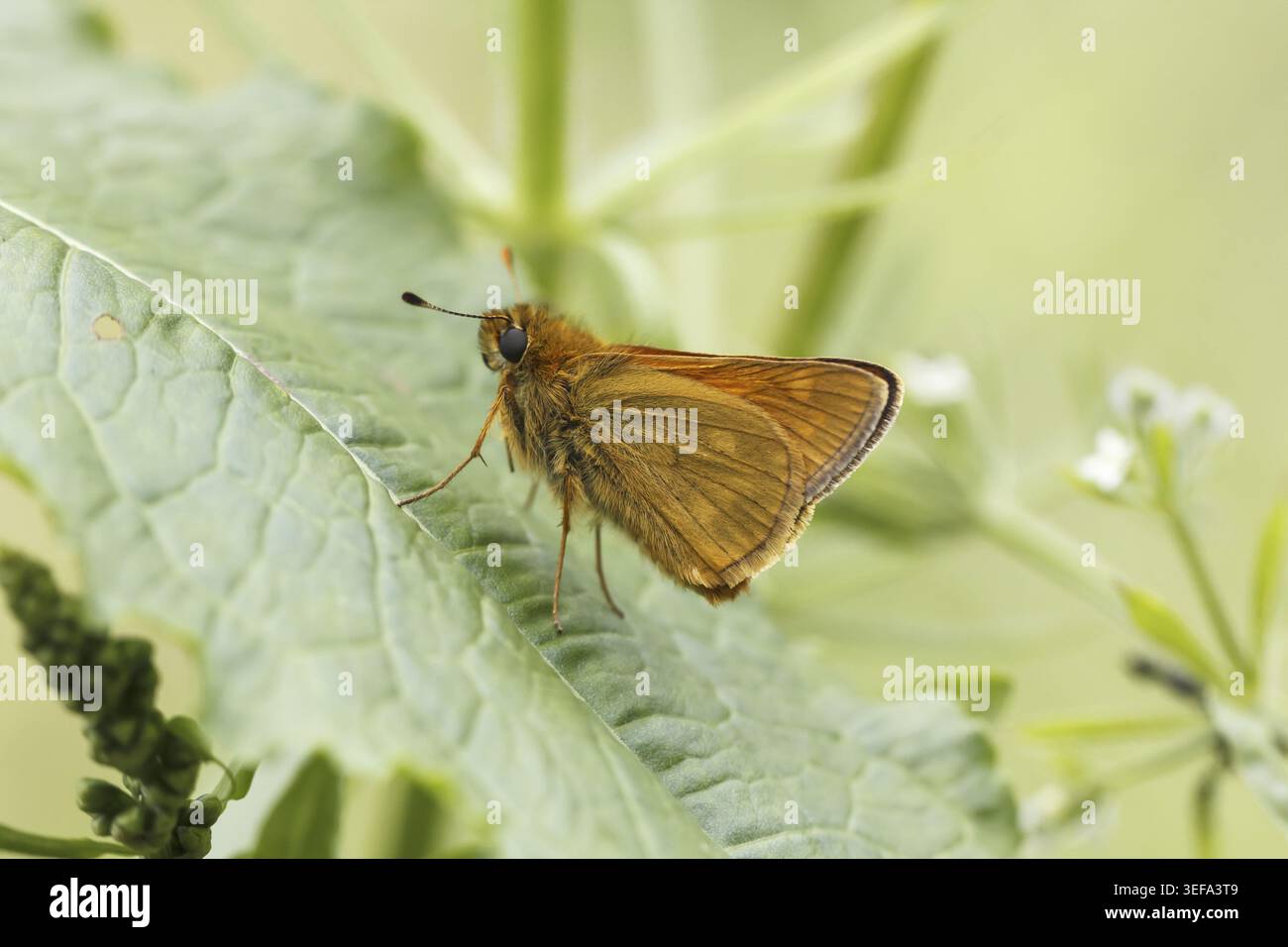 Ochlodes sylvanus (Ochlodes venatus), Rostfarbiger Dickkopffalter - Ochlodes sylvanus, syn. Ochlodes venatus, known as Large skipper Stock Photo