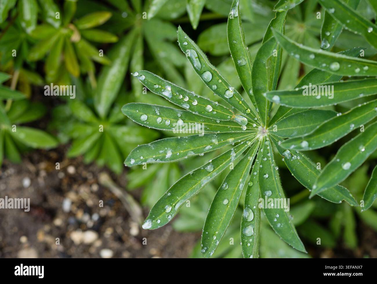 Rain water droplets on lupin leaf Stock Photo